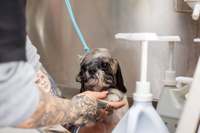 The Use of Oatmeal Shampoo for Dogs and Their Benefits